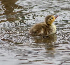 Duck swimming in lake