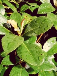 Full frame shot of wet plant