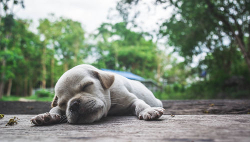 View of a sleeping cat