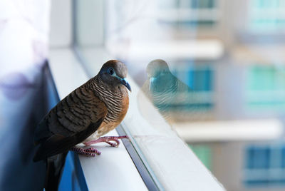 Bangkok, thailand. zebra dove - geopelia striata - on the window.