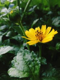 Close-up of yellow flower