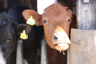 Close-up of cow