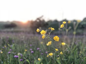 Close-up of yellow flowering plant on field