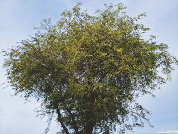 Low angle view of trees against clear sky