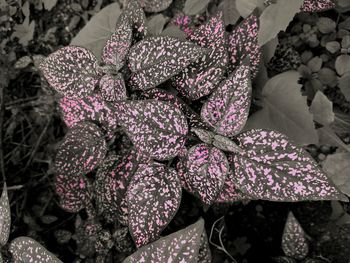 Close-up high angle view of leaves