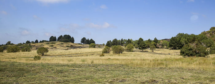 Trees on field against sky