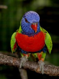 Close-up of parrot