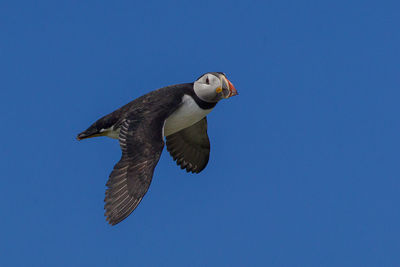 Low angle view of puffin flying in clear blue sky