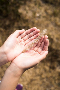 Close-up of hand holding leaf
