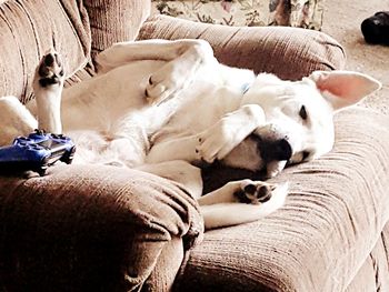 Low section of dog lying on blanket