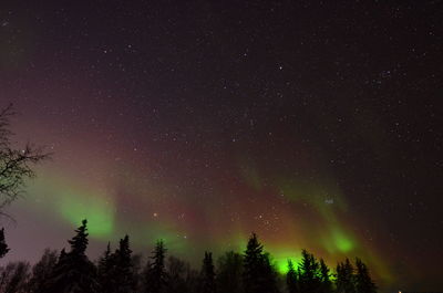 Low angle view of silhouette trees against star field at night