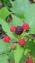 Close-up of red berries