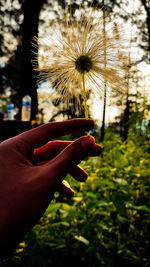 Cropped hand of person holding dandelion