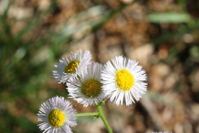 Close-up of white flowering plant