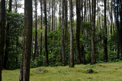 Pine trees in forest