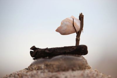 Close-up of dried leaf on rock against sky