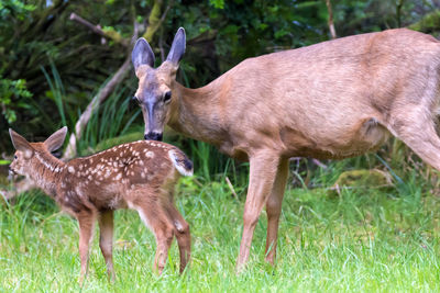 Deer family on field at forest