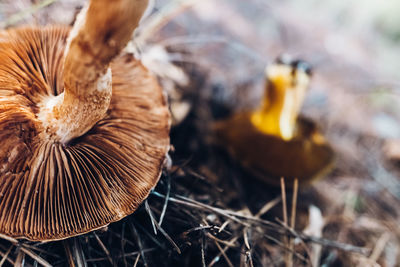 Close-up of mushroom in field