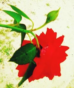 Close-up of red flowering plant