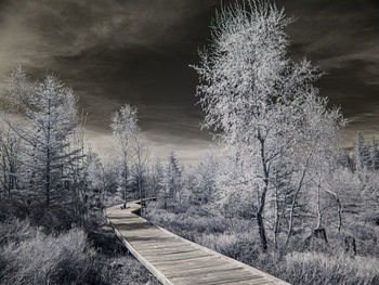 Firework display over bare trees in forest
