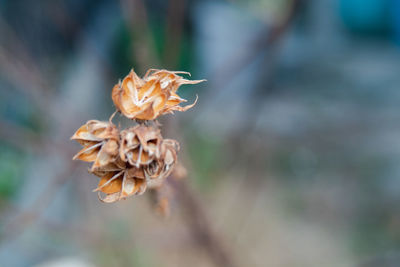 Close-up of wilted flower