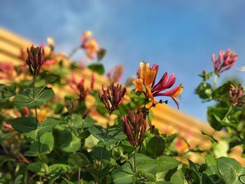 Close-up of flowers blooming outdoors