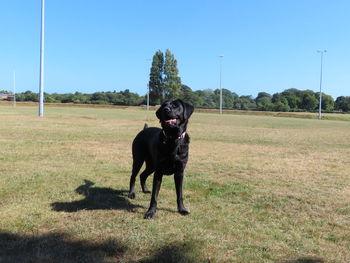 Portrait of a dog standing on field