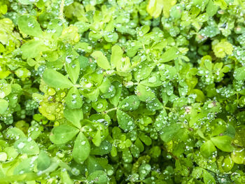 Full frame shot of wet leaves