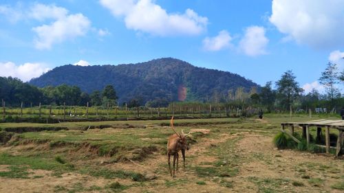 Scenic view of field against sky