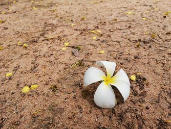 High angle view of white flower on field