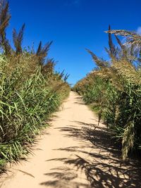 Narrow walkway along plants