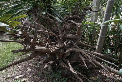 Trees in forest