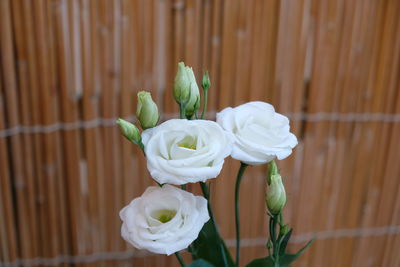 Close-up of white rose flower