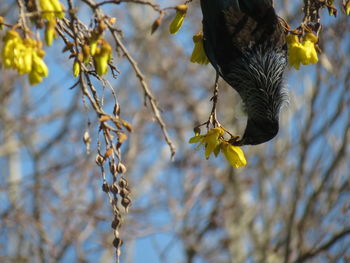 Low angle view of bird feeding on tree