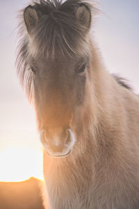 Close-up portrait of horse against sky