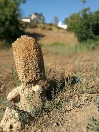 Close-up of tree trunk