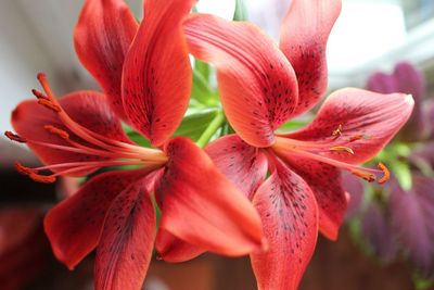 Close-up of day lily