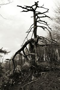 Bare trees on landscape