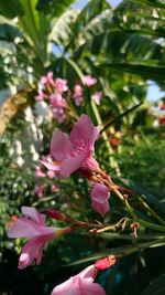 Close-up of pink flowers