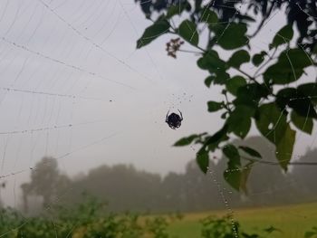 Close-up of wet spider web on plant