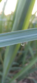 Close-up of water drops on blade of grass