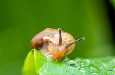 Close-up of snail on plant