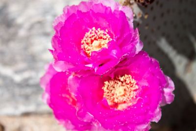 Close-up of pink flower