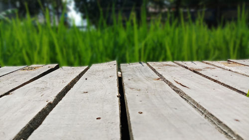Plank wooden on field rice