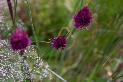 Close-up of pink flowering plant