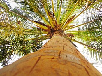 Low angle view of palm tree