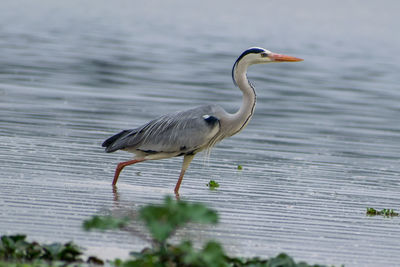 Side view of a bird on a lake