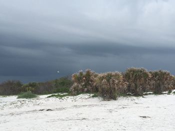 Trees on beach against sky