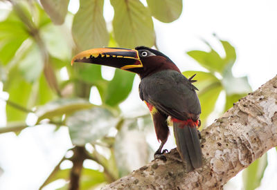 Close-up of bird perching on branch