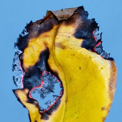 Close-up of burned yellow leaf